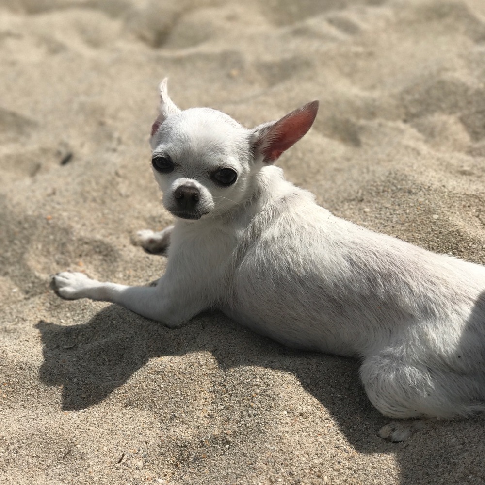 Meet your Posher, Irina